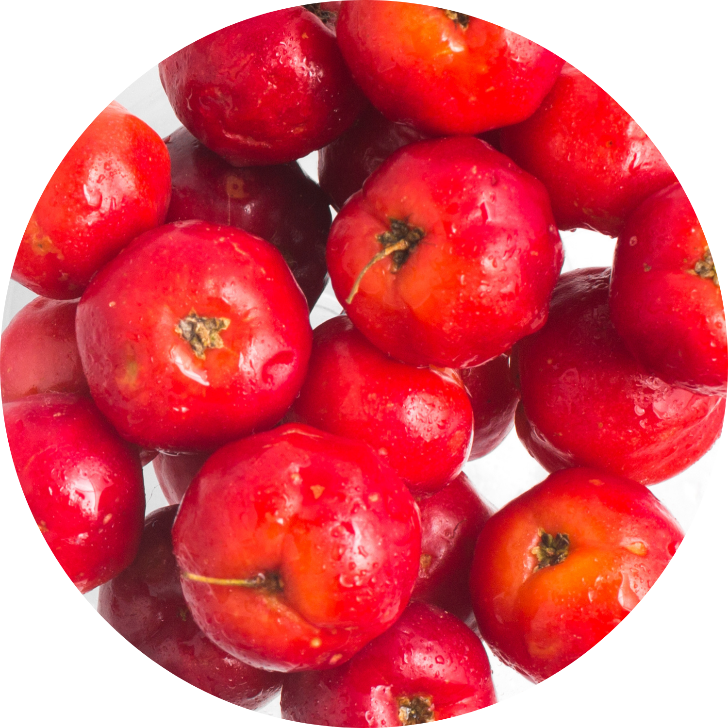 Acerola