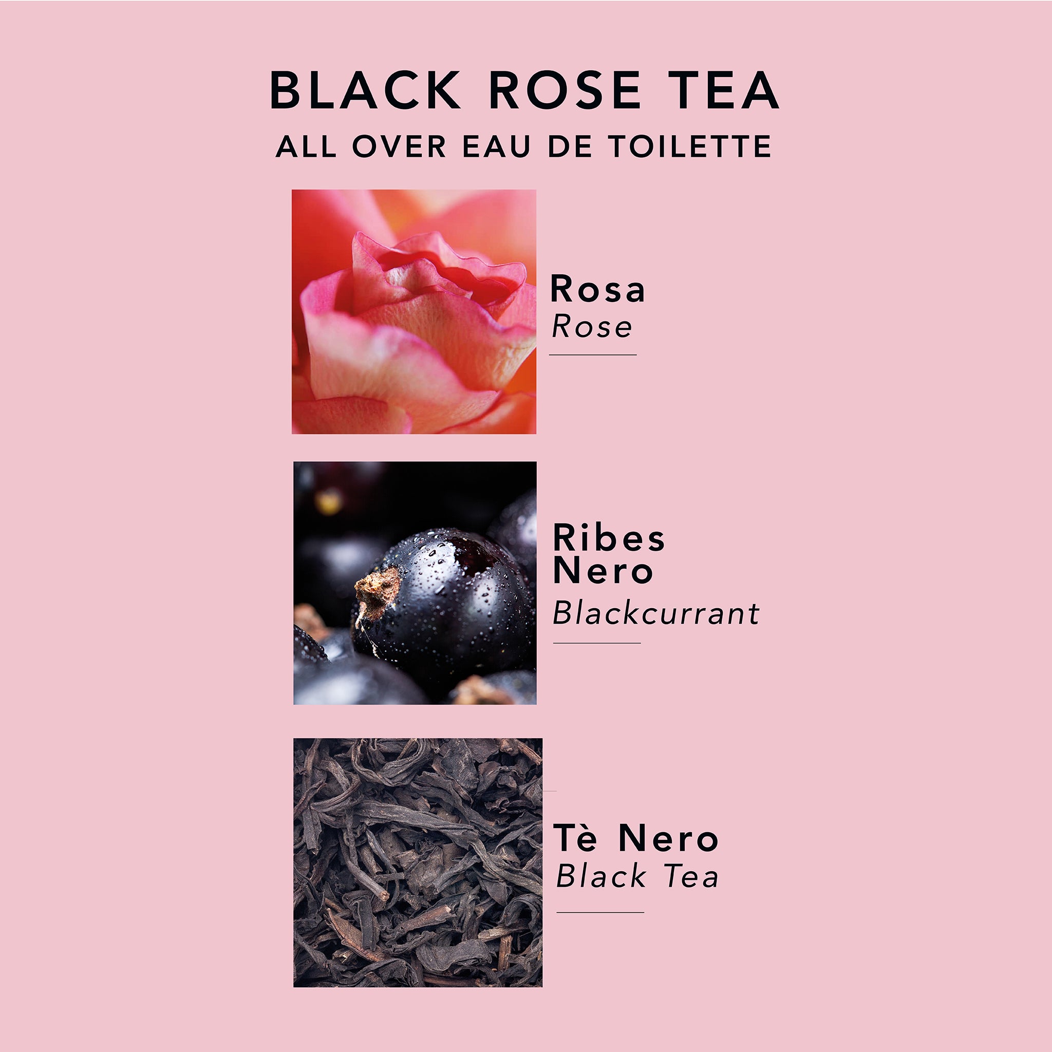 Profumo Black rose Tea con note di rosa, ribes nero e tè nero - piramide olfattiva